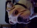 chunk 5 british bulldog 5 months old
