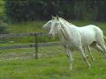 Lusitano for Dressage - Amistad do Nico with 24mths