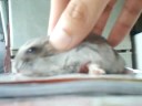 Hamster 360
