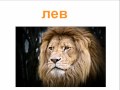 Дикие животные для детей