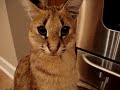 Nice Kitty - African Serval Wildcat