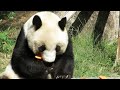 2019年10月10日【選】出た出たパンダのお食事タイムスタート