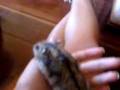 Ratinha de Pri!