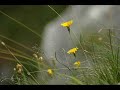v-sag feat. alexandra mckay - feather (phatjak remix)
