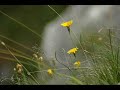 v-sag feat. alexandra mckay - feather (phatjak remix)