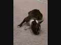 Cooper Pupcake.wmv
