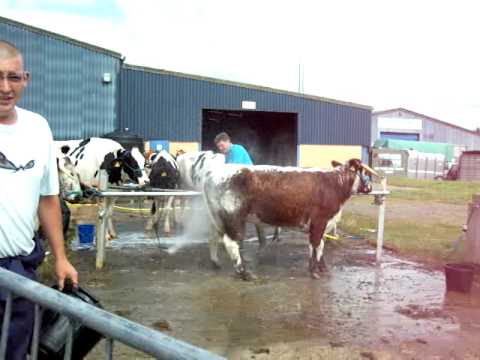 [Russell & Gareth washing Holly & Hispi at the Pembrokeshire County Show, August 2009]