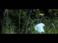 Video ansehen