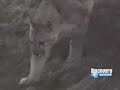 andean lion - leon o puma andino