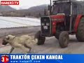 The Strongest Dog of the World (Kurdish Kangal Dog)