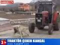 The Strongest Dog of the World (Kurdish Kangal Dog)