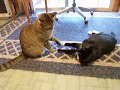 Suzy & Babs -- Footsie, Footsie, Footsie, Pounce!!!