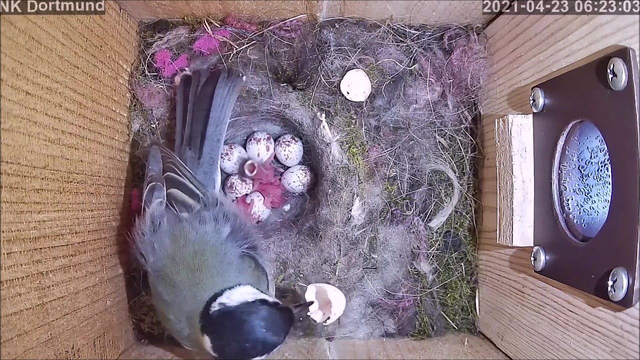 Vom Nestbau bis zum Ausflug der Küken in Dortmund | 2021