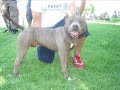 lord kennel american pit bull terrier