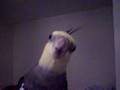 Roo Talks Into The Camera