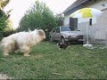 Darcy, playing with Reggie