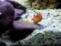 Ciklet bal��� yavrularken Ciklet bal��� yavrularken
