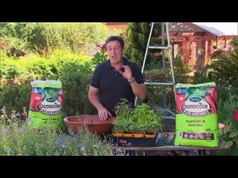 how to fertilize with osmocote