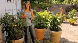 Container Vegetables - Tomato, Pepper & Eggplant