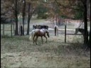 Royal Gold Adonis 2005 Palomino Morgan gelding Royal Gold Adonis 2005 Palomino Morgan gelding