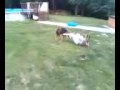 videos de Pashhh