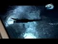 SWORDFISH (3) AND A MAKO SHARK- 1 NIGHT - NICE!