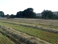 NewHolland Cutting Spring Barley