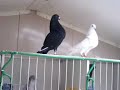 la hurraca