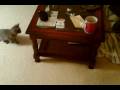 videos de Kittens playing