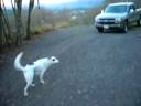 xander the 3 legged dog2