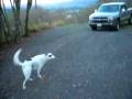 videos de xander the 3 legged dog2