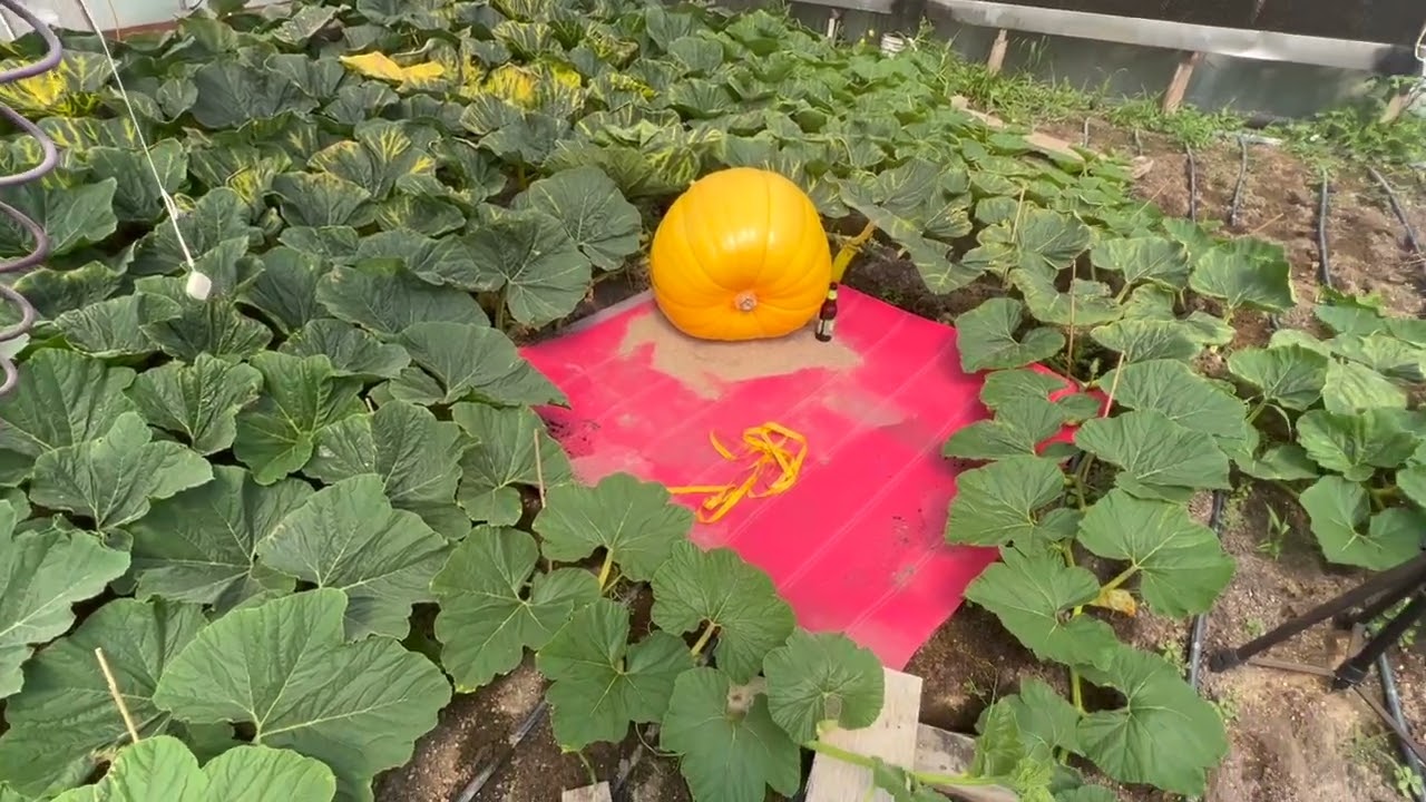 Grow a Giant Pumpkin – 7/19/22 Patch Update – Small Pumpkins