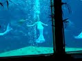 Weeki Wachee Show \"Mermaid Flip\" Weeki Wachee Show \"Mermaid Flip\"