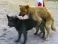 copulacion de perros.Marines city copulacion de perros.Marines city