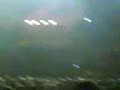 a t� corsica, une vielle et magnifique chanson du groupe qu'ils n'avaient pas chant�s depuis des ann�es, ouverte par les 500 choristes