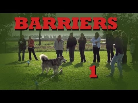 how to drive a yard dog
