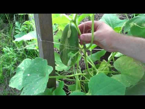 how to harvest cucumbers
