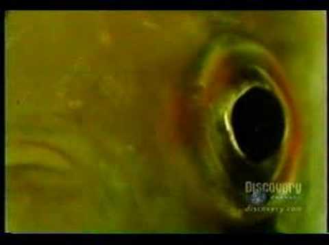 piranha