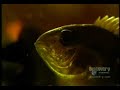 amazon piranha