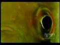 amazon piranha