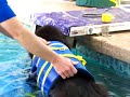 Leo,the newfoundland dog, doing swim therapy