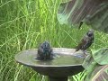 Bird Bath Bird Bath