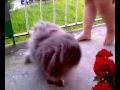 nasz kot rasy PERSKIEJ  bardzo puszysty kot