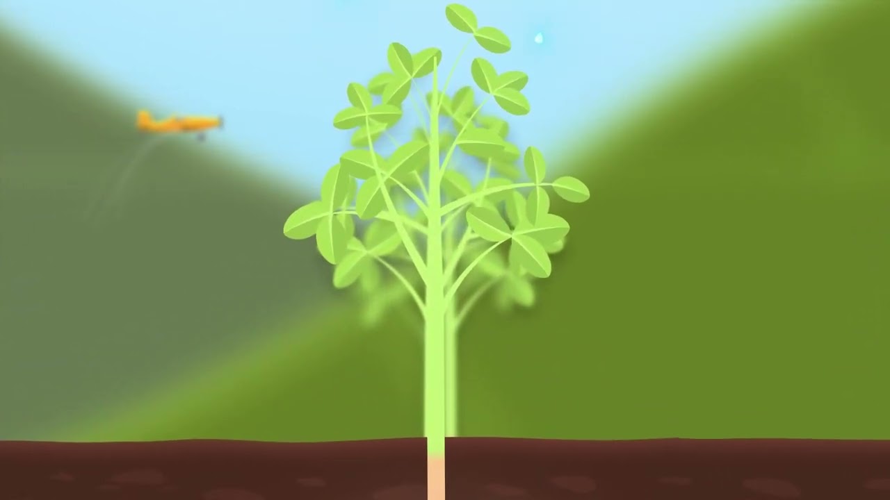 Bioinsumos e foliares