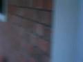 Dogbook Movie: Kiwicha doing her happy dance