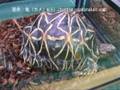 爬虫類部門 銅賞(3位)ホシガメ(Indian Star Tortoise)学名:Geochelone elegans