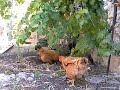 Chicken Jump