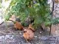 Chicken Jump