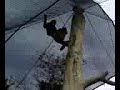 Gibbons singing