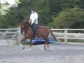 cathago z x ,mare 4yrold cathago z x ,mare 4yrold
